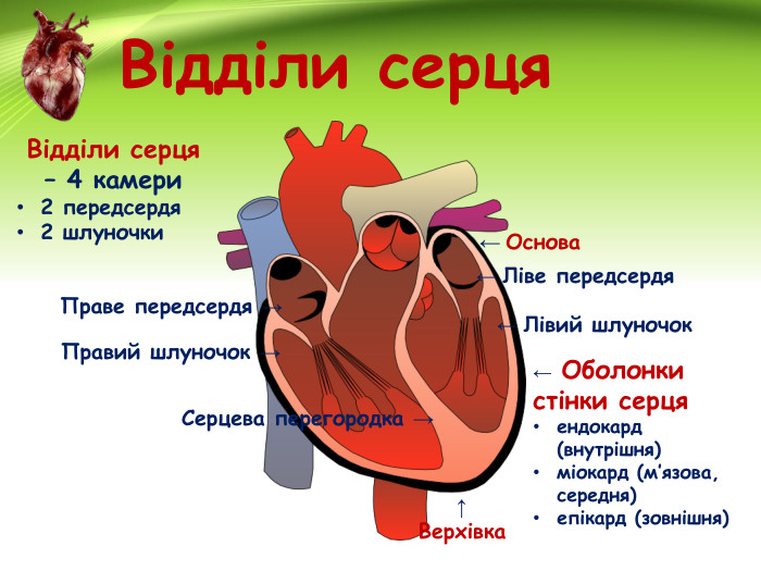 Камери серця: чотири відділи однієї системи