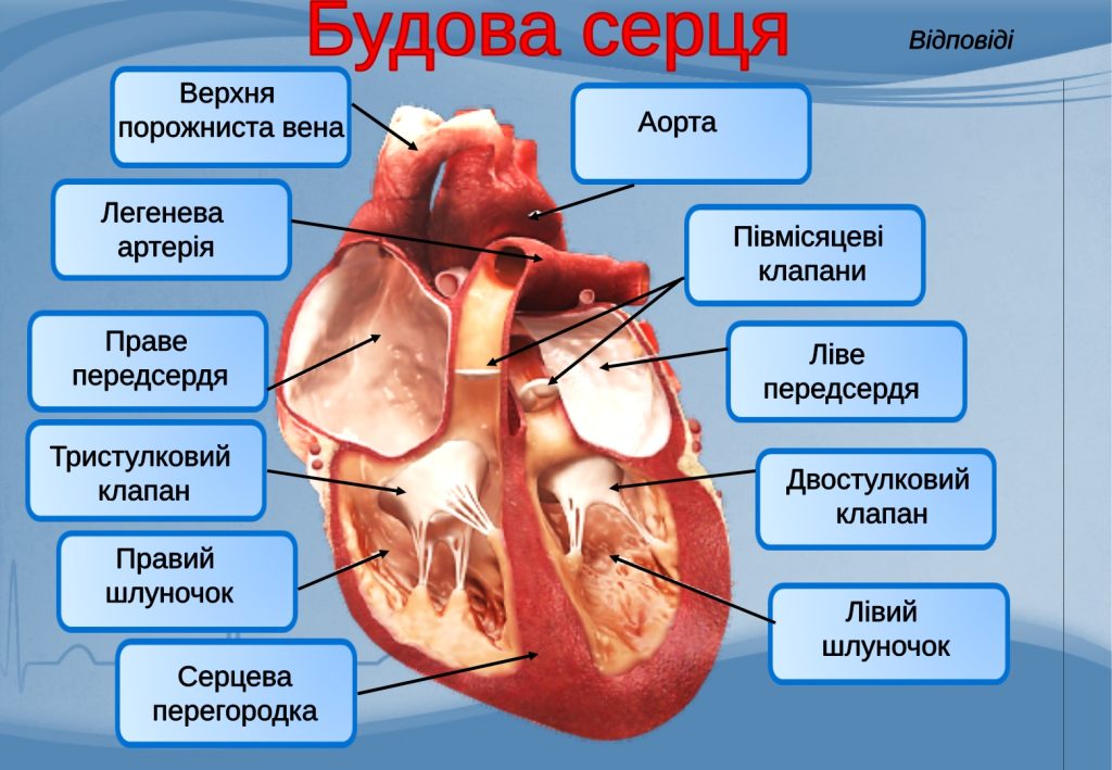 будова серця